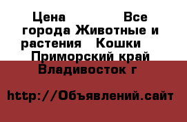 Zolton › Цена ­ 30 000 - Все города Животные и растения » Кошки   . Приморский край,Владивосток г.